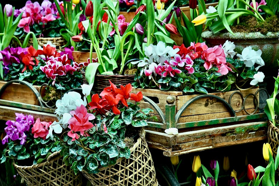 A vibrant display of potted flowering plants arranged in wicker baskets and wooden crates, featuring mainly pink, red, white, purple, and yellow blossoms, including cyclamen and tulips. The flowers ha
