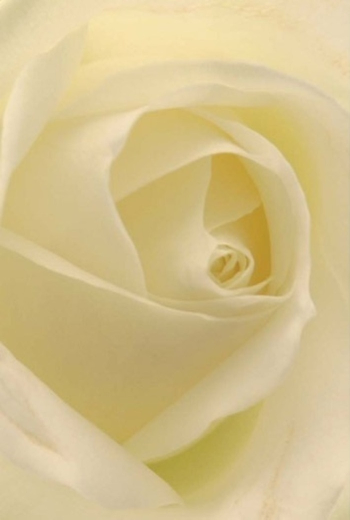 Seen up close, this flawless white rose embodies the sophistication synonymous with South Kensington's grand avenues and private green squares. Each petal is layered with deliberate grace, transitioning subtly from pure white at the outer edges to a rich, creamy core-an effect enhanced by the natural light seeping through the petals like dawn filtering through terrace windows along Thurloe Square. Within its perfectly spiraled centre, the rose presents an image of purity and resilience, making it an inspired choice for occasions where emotions run deep: a romantic proposal at the V&A courtyard, a heartfelt apology, or a serene addition to a memorial arrangement. The outermost petals carry a hint of translucency, lending a gentle fragility that belies the flower's quiet strength. As an experienced florist rooted in the South Kensington community, I've chosen such roses for their unspoken power to convey reassurance and sympathy. The subdued interplay of cream and ivory offers a sense of tranquility, and the soft, clean fragrance imagined here lingers like a comforting embrace. With petal edges catching the faintest glimmer of light, this classic bloom is captured in all its elegance-evoking both the timeless charm and emotional sensitivity that defines South Kensington Florist's craft and service.